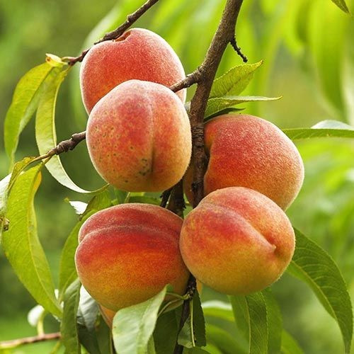 Персик Червневий (ранній), фото 1