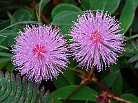Mimosa Pudica Extract: екстракт мімози — для здорового травлення