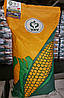 Насіння кукурудзи ДБ Хотин (ФАО-250), фото 8