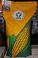 Семена кукурузы ДБ Хотин (ФАО-250)