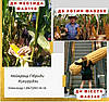 Насіння кукурудзи ДБ Хотин (ФАО-250), фото 9