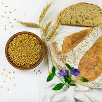 Пшеница озимая белокурая
