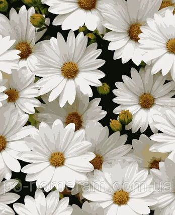 Рукітвор Картина за номерами (PNX7050) Улюблені ромашки, 50 х 60 см, Artissimo, фото 1