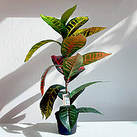 Кротон штучний 60 см у горщику