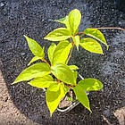 Саджанець актинідії (ківі) гостролистого Іссаї (Issai) дворічна - самозапильна, морозостійка С1.5, фото 3