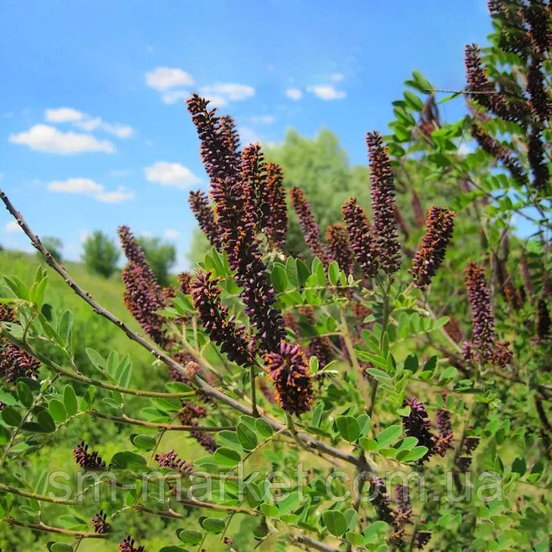 Аморфа кущова, насіння 1 кг