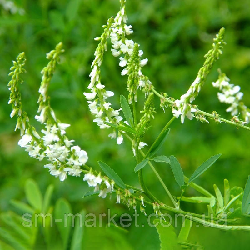 Буркун білий однорічний, насіння 1 кг