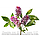 Hawaii Pharm Chinese Licorice Alcohol-FREE / Китайська солодка без спирту 120 мл, фото 6