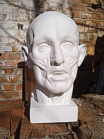 Гипсовая модель для рисования Голова экорше Гудона 320 х 210 х 250 мм