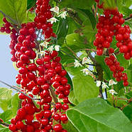 Саджанці Лимонника Китайського 2-річний (Schisandra chinensis), фото 3
