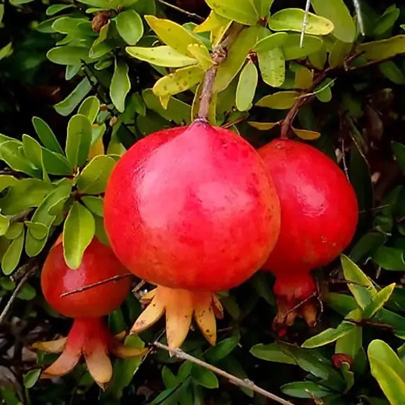 Саджанці Граната Ахмар -(3-річка) середнього строку дозрівання, крупноплідна, фото 1