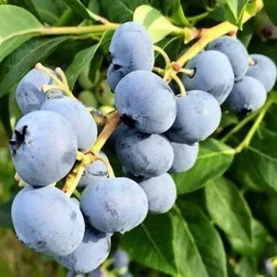 Саджанці Лохини Блюджей - середня, крупноплідна, врожайна (2-річний)