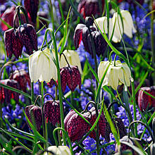 Рябчик шаховий (Fritillaria meleagris), суміш 5 цибулин