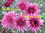 Хризантема корейська ІЖІК (рання з серпня), фото 6