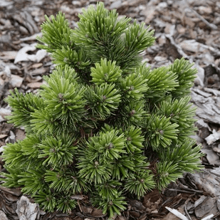 Саджанці Сосни остистої (Pinus aristata) Р9