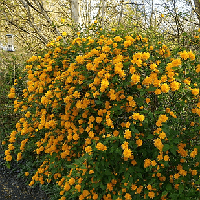 Керрия японская Пленифлора (Kerria japonica Pleniflora) Р9