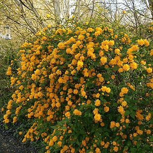 Керрия японська Пленіфлора (Kerria japonica Pleniflora) Р9