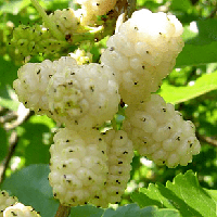 Саженцы Шелковицы Белая Медовая - крупноплодная, сладкая, урожайная