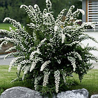 Спірея сіра Грефшейм/Spiraea cinerea 'Grefsheim' С3