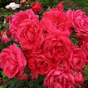 Саджанці канадської троянди Джон Франклін (Rose John Franklin)