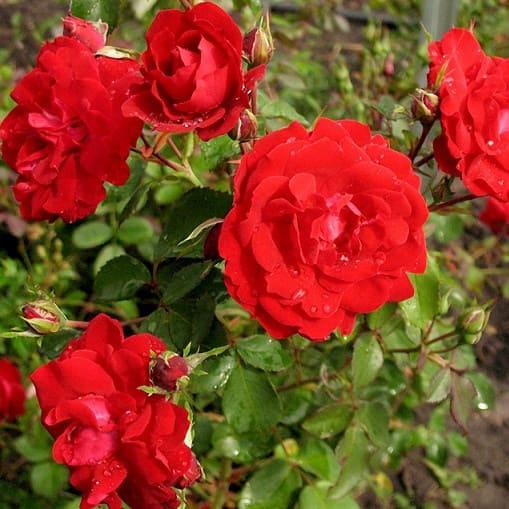 Саджанці канадської троянди Шамплейн ( Champlain ), фото 1
