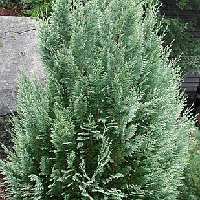 Саджанці Кипарисовика Лавсона Уайт Спот (Chamaecyparis lawsoniana White Spot)