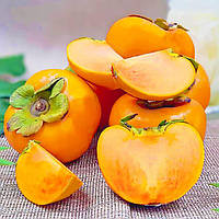 Саджанці хурми Прок - самоплідна, рання, морозостійка С1