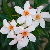 Саджанці Олеандра звичайного Кремового (Nerium oleander) Р9