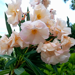 Саджанці Олеандра звичайного з коричневою облямівкою (Nerium oleander)