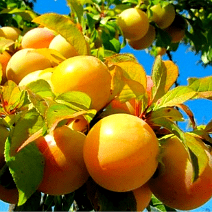 Саджанці Аличі Байрон Голд (Byron Gold) - пізнього строку, урожайна, зимостійка, фото 1