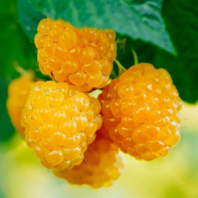 Малина Порана Роса