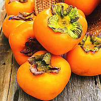 Саджанці хурми бурштинової "Гігант" (однорічна) - привита, самоплідна, рання, морозостійка