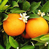 Саджанці апельсина Аджарський 2-х річний - ранній, самоплодовий, солодкий