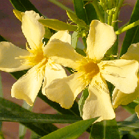 Саджанці Олеандра Жовтого (Nerium oleander Yellow)