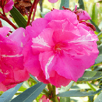 Саджанці Олеандра Махрового Амабель (Nerium oleander Amabile) P9