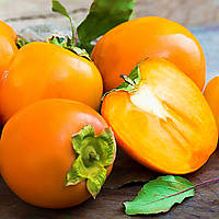 Саджанці хурми Росіянка - середня, солодка, морозостійка С1