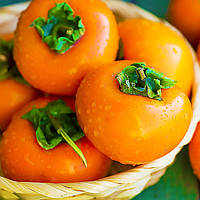 Саджанці хурми Корольок - середня, самоплідна, солодка С1