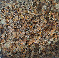 Арніка гірські квіти (Карпати)