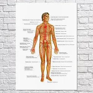 Плакат "Великі артерії та пульсові точки", 60×42см