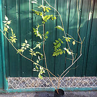 Кампсіс Фламенко/Campsis radicans