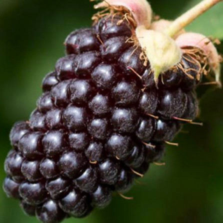 Саджанці Ожиномалини Бойсенберрі - врожайна, солодка, слабошипна, фото 1