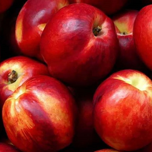 Нектарин Янтарний (середньо-пізній), фото 1