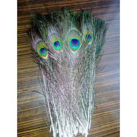 Перо павича 25-30 см. Пір'я павича карнавальні
