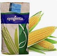 Сингента Канзас семена Кукурузы Syngenta ФАО-290