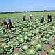 Насіння капусти Парел F1/Parel F1 2500 насіння Bejo Zaden, фото 2