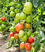 Семена томата Джангси F1 (Jangsy F1) Hazera 500