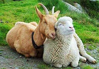 Премікс ШенМікс SC 2,5% вівці, кози (мішок 25кг)