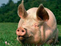 Премікс ШенМікс Піг F AMINO 3 - 2,5% (відгодівля свиней від 40 до 120 кг) (мішок 25кг)