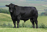 БМВД Шен Буллс 10% (гранула для відгодівлі ВРХ ж.в. від 250 кг) (мішок 25кг)