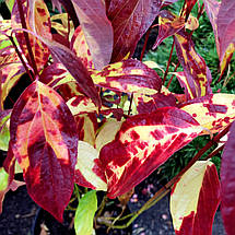 Дерен білий Рензам / С3 / Cornus alba Regnzam, фото 2